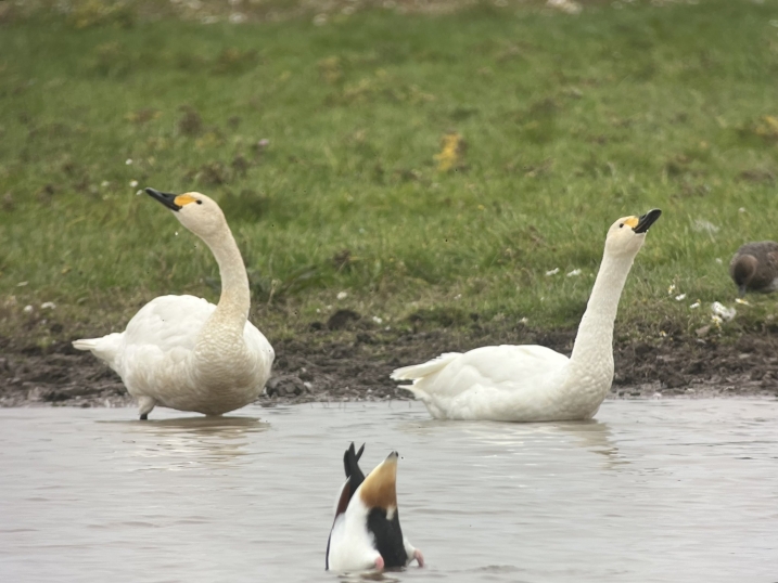 Bewick's_swans pair_Primero_Piquet.jpg